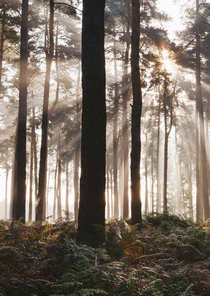 Sunlight burning through mist in a dense woodland. Thetford Forest, Norfolk, UK.